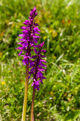  Knabenkraut  doppelt violett in Bergwiese