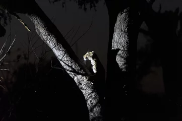 Abwaschbare Fototapete Leopard on a tree at night © tinopepe