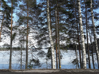 Birch trees and pine trees surround the frozen lake, during the winter-spring season.