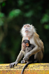 Naklejka na ściany i meble Sitting monkey with a baby. Malaysia