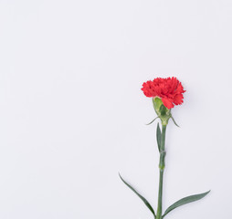beautiful carnation flower