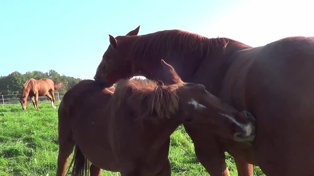 Pferde Freunde bei der Fellpflege