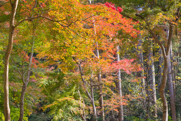 Autumn leaves of Chiba city, Chiba prefecture, Japan / Izumi Nature Park in Chiba City, Chiba prefecture, Japan