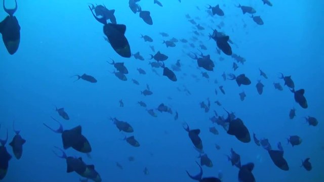 Schooling Red Toothed Triggerfishes (Odonus niger) - End Of Shot With Divers