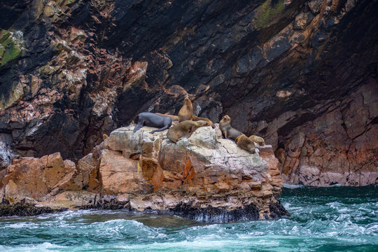 Ballestas island reserve
