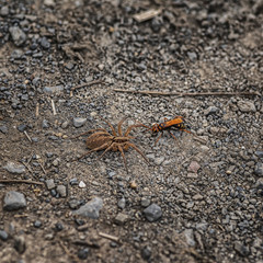 The confrontation between Wasp vs spider alone
