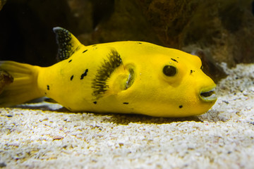 closeup of a guineafowl puffer fish laying on the bottom of the tropical ocean