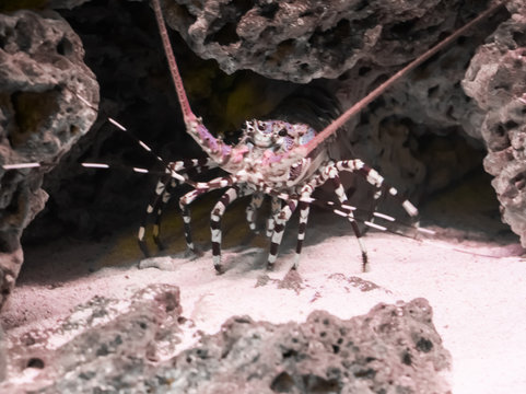 Ornate spiny rock lobster in closeup from the front that is hiding under some rocks, a big crayfish from the tropical ocean