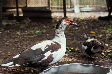 Domestic  ducks in village eco farm 