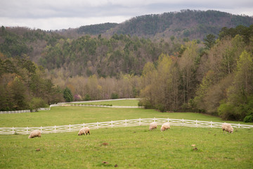 Obraz premium sheep grazing