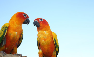 Two parrots on timber. Parakeet on the wood. Cute green bird on timber wood. Two Parrot Sun conure lovely.