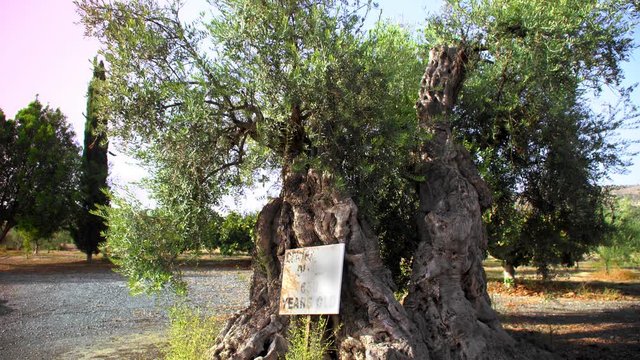 Olive tree is 650 years old.