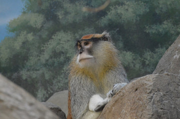 Patas monkey on a rock