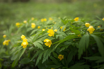 anemone ranunculoides in the spring