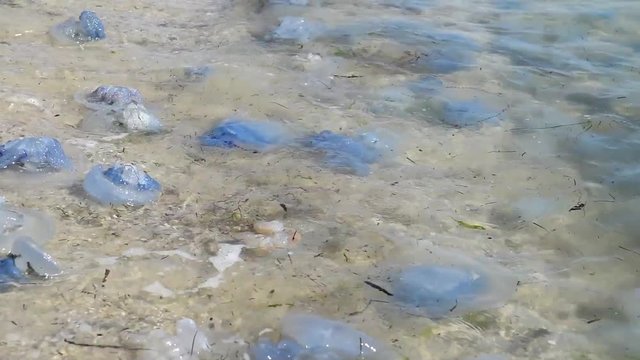 dead and living jellyfish on the Black Sea shore, Ukraine