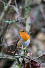 Robin perched in a tree with berries and lichen