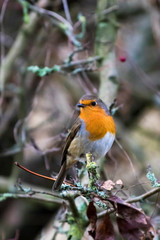 Fototapeta premium Robin perched in a tree with berries and lichen