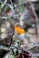 Robin perched in a tree with berries and lichen