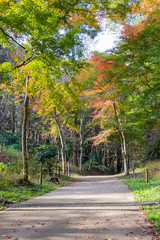 Naklejka premium Autumn leaves of Chiba city, Chiba prefecture, Japan / Izumi Nature Park in Chiba City, Chiba prefecture, Japan