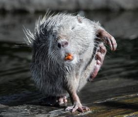 Nutria close up. Very funny portrait. Posing nutria. Zoo animals