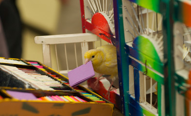 pajarito de la suerte canario
