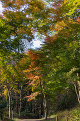 Autumn leaves of Chiba city, Chiba prefecture, Japan / Izumi Nature Park in Chiba City, Chiba prefecture, Japan