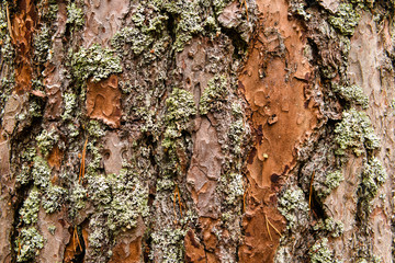 A close up image of lichen growing on Scots Pine, Pinus sylvestris, bark. 18 October 2018