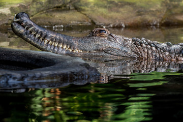 sunda gharial