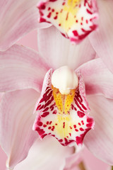Macro photo of delicate petals of a pink orchid with a natural pattern. Flower background