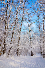 Beautiful winter landscape with snow covered trees in a sunny day.Frosty trees in snowy forest.Snowfall.Winter nature background.