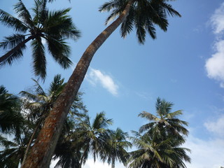 palm tree and blue sky