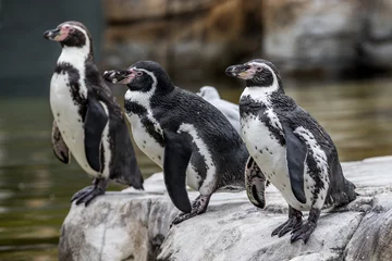 Zelfklevend Fotobehang humboldt penguin © Peter Robinson