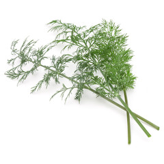 Close up shot of branch of fresh green dill herb leaves isolated on white background