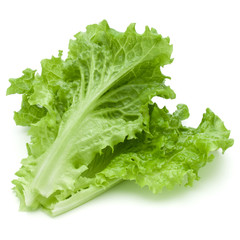 1fresh green lettuce salad leaves isolated on white background