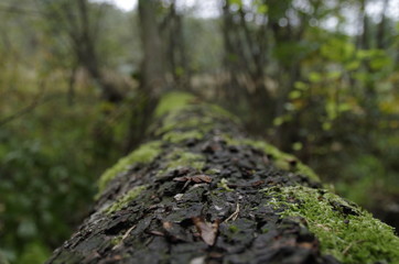 Leżący pień © ukasz