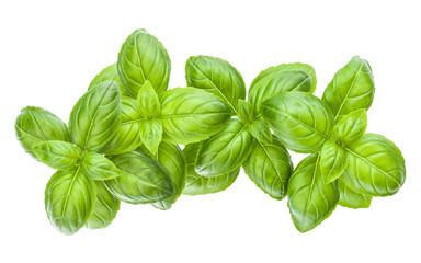 Fresh sweet Genovese basil leaves isolated on white background cutout.