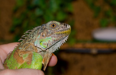 Obraz premium Portrait Green Iguana reptile of exotic pet.