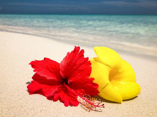 Red and yellow flowers laying in the sand of a beautiful white beach with crystal clear water in the background and a blue sky.