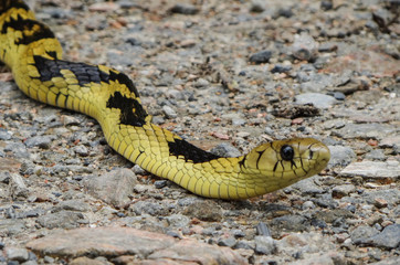 Spilotes pullatus, Caninana