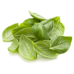 Sweet basil herb leaves handful isolated on white background closeup