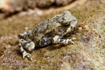 Rhinella