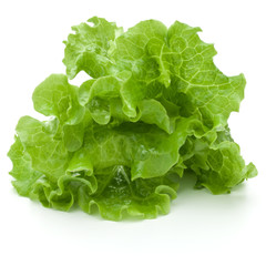 fresh green lettuce salad leaves isolated on white background