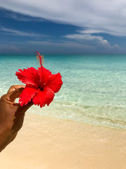 Red flower held in a female hand in front of a beautiful white sand beach, crystal clear water and...