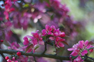 Fototapeta na wymiar Flowering Crab apple tree blossoms