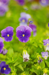 Purple pansy flower closeup. bright blurred violet and green background. Viola flowers.