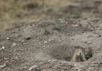 Prairie dogs, Theodore Roosevelt National Park