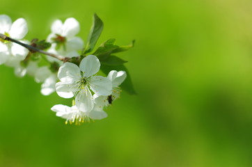 Blossoming tree brunch with white flowers on a green background. Blossom branches in springtime