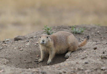 Prairie dogs, Theodore Roosevelt National Park