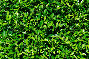 Fototapeta na wymiar Dense green foliage of evenly trimmed shrub.