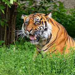 Sumatran tiger.  Beautiful tiger in ambush. Wildlife.